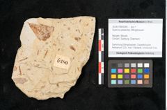Foto (Objekt + Etikett) von Quercus palaeoilex Ettingshausen (NHMW-GEO-2024-0188-6380)